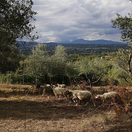 Tenuta Cerreto Calvi Vecchia 外观 照片